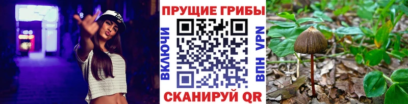 где купить   Элиста  Псилоцибиновые грибы Psilocybe 